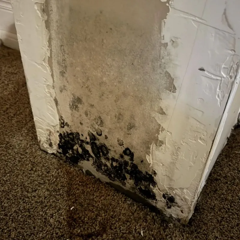 Professional Mold Removal in Woodstock, VT